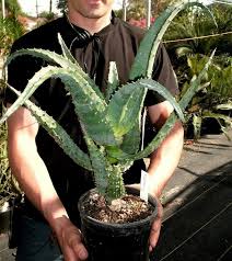 Image result for Aloe excelsa
