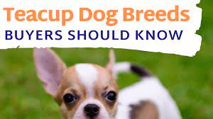 Facts About Teacup Dog Breeds Prospective Buyers Should Know Pethelpful