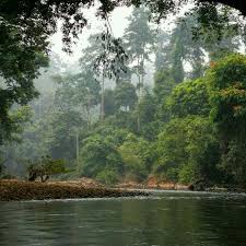 Iklim di negara malaysia tidak berbeda jauh dengan iklim yang ada di indonesia. Taman Negara Malaysia Foto Di Han Rainforest Resort Jerantut Tripadvisor