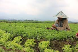 Melalui coaching clinic yang terbuka untuk umum, pengunjung bisa mengunjungi 3 bilik yang terdiri. Bank Bri Dorong Pemberdayaan Umkm Dengan Desa Brilian Mnews