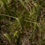 Image result for Sphedamnocarpus pruriens