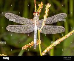 Image result for Libellulidae