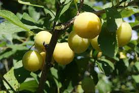 Eat fresh from tree or use for. Mirabelle De Nancy Plum Tree Prunus Domestica Mirabelle De Nancy