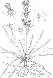 Image result for Chlorophytum zingiberastrum