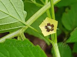 Image result for Physalis lagascae