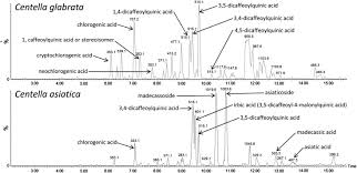 Image result for Centella glabrata