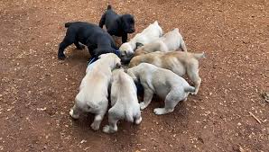 Check spelling or type a new query. Bandit Boerboels Posts Facebook