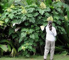 Image result for Clerodendrum fasciculatum