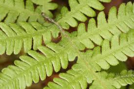 Image result for Thelypteridaceae