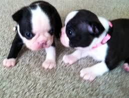 Our standards for boston terrier breeders in virginia were developed with leading veterinarians and animal welfare experts. Brett S Painted Bostons