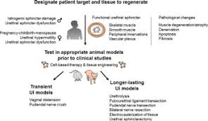 Animal models for cell therapies. Stress Urinary Incontinence Animal Models As A Tool To Study Cell Based Regenerative Therapies Targeting The Urethral Sphincter Sciencedirect