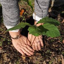 Image result for Cincinnobotrys