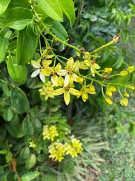 Image result for Tristellateia