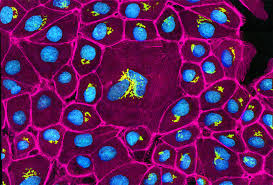 Onion skin cells under the microscope, horizontal field of view is about 0.61. Skin Cell Press