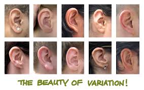 Image result for External Ear