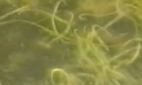 Image result for Wolffiella