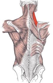 The next life study seated female figure, shows the upper part of the the muscle begins on the first four cervical (neck) vertebrae and inserts into the outer upper edge of the. Levator Scapulae Muscle Wikipedia