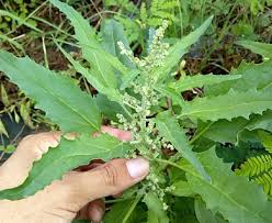 Image result for Chenopodiastrum