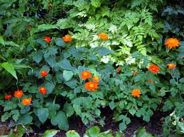 Image result for Tithonia rotundifolia