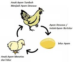 Metamorfosis Ayam Awal Mula Ayam Dan Siklus Hidup Ayam