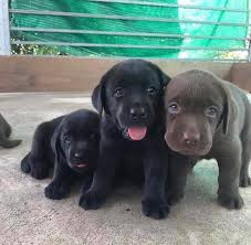All labrador puppies purchased at country labs come with a limited akc (american kennel club) registration. Labrado Retrievers Puppies Lab Puppies For Sale In Louisiana Craigslist Lab Puppies For Sale In Baton Rouge Lab Puppies For Sale In Mississippi Lab Puppies For Sale Near Me Lab Puppies