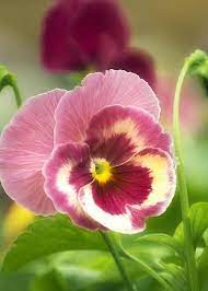 Pin On Pansies Aren T Pansies