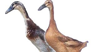 • sekiranya kemarau yang berpanjangan berlaku, perubahan dalam ekosistem seperti ini akan mengganggu keseimbangan antara populasi yang ada di sawah padi. Bangsa Bebek Atau Itik Lokal Indoensia Elinotes Review