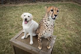 'but other peoples' concerns matter! Cheetahs Are So Shy That Zoos Give Them Their Own Emotional Support Dogs Bored Panda