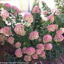 Little Lime Hydrangea Is A Little Dwarf Sized Long Flowering Hydrangea That Keeps On Giving Flowering Little Lime Hydrangea Hardy Hydrangea Panicle Hydrangea
