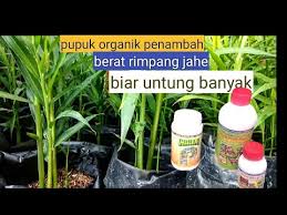 Cara budidaya jahe juga bisa dilakukan di pot atau di polybag. Pupuk Yang Paling Bagus Untuk Jahe Merah Youtube