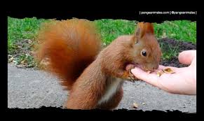 Check spelling or type a new query. Ardilla Caracteristicas Tipos Habitat Y Cuidados Pangea