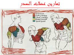 كتاب الموسوعة المبسطة فى كمال الأجسام pdf يلاعرب لكل العرب workout plan movie posters poster