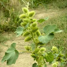 Image result for Xanthium