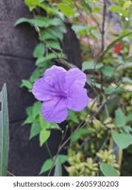 Image result for Campanulaceae