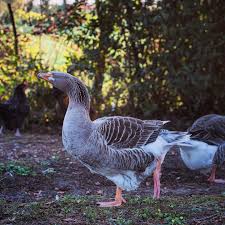 Euuuhh Nan Mais C Est Quoi Cette Pose Goose Nature Geese Geeseofinstagram Animallover Geesefamily Gosling Goslings Countrylife In 2020 Animals