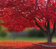 Dec 31, 2020 · landscape photographer of the year (image credit: Nature Landscapes And Life By Eric Alper Umass Medical School Worcester