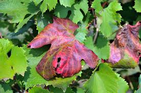 Image result for Pseudopeziza tracheiphila