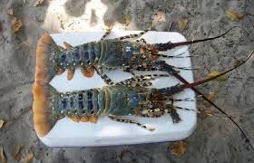 Budidaya Lobster Air Tawar Di Kolam Terpal Serta Merawatnya Di Aquarium