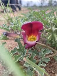 Image result for Harpagophytum