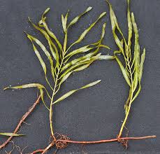 Image result for Potamogetonaceae