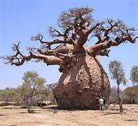 Image result for Adansonia digitata
