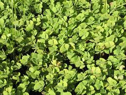 Image result for Marsilea villifolia