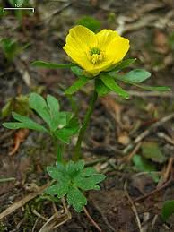 Image result for Ranunculus volkensii