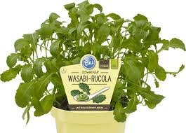 Du kannst die pflanze aber auch an einen feuchten standort (wasabi mag es nass) setzten und wenn sie etwas grösser ist, seitlich einen. Wasabi Rucola Blu Krauter Gemuse So Gesund Kann Lecker Sein