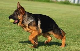 akif axu adli kullanicinin my dogs panosundaki pin
