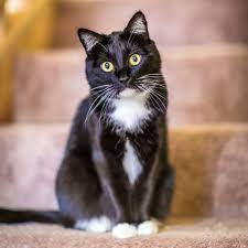 Choose any clipart that best suits your projects, presentations or 260x260 kitty png and psd free download. Black And White Cat Names 145 Creative Name Ideas Daily Paws