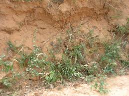 Image result for Celosia trigyna