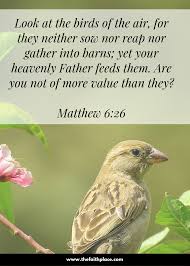 Look At The Birds Of The Air Verse If God Takes Care Of Birds Why Wouldn T He Take Care Of You Right Down To The Finest Detail Bible Devotions Wisdom Scripture Inspirational Bible Quotes