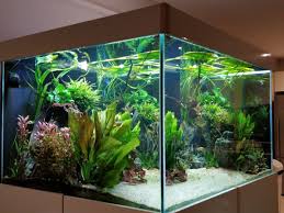 850 Litres Planted Tank Aquapaisagismo Aquarios Aquarismo