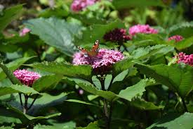 Image result for Clerodendrum buchneri